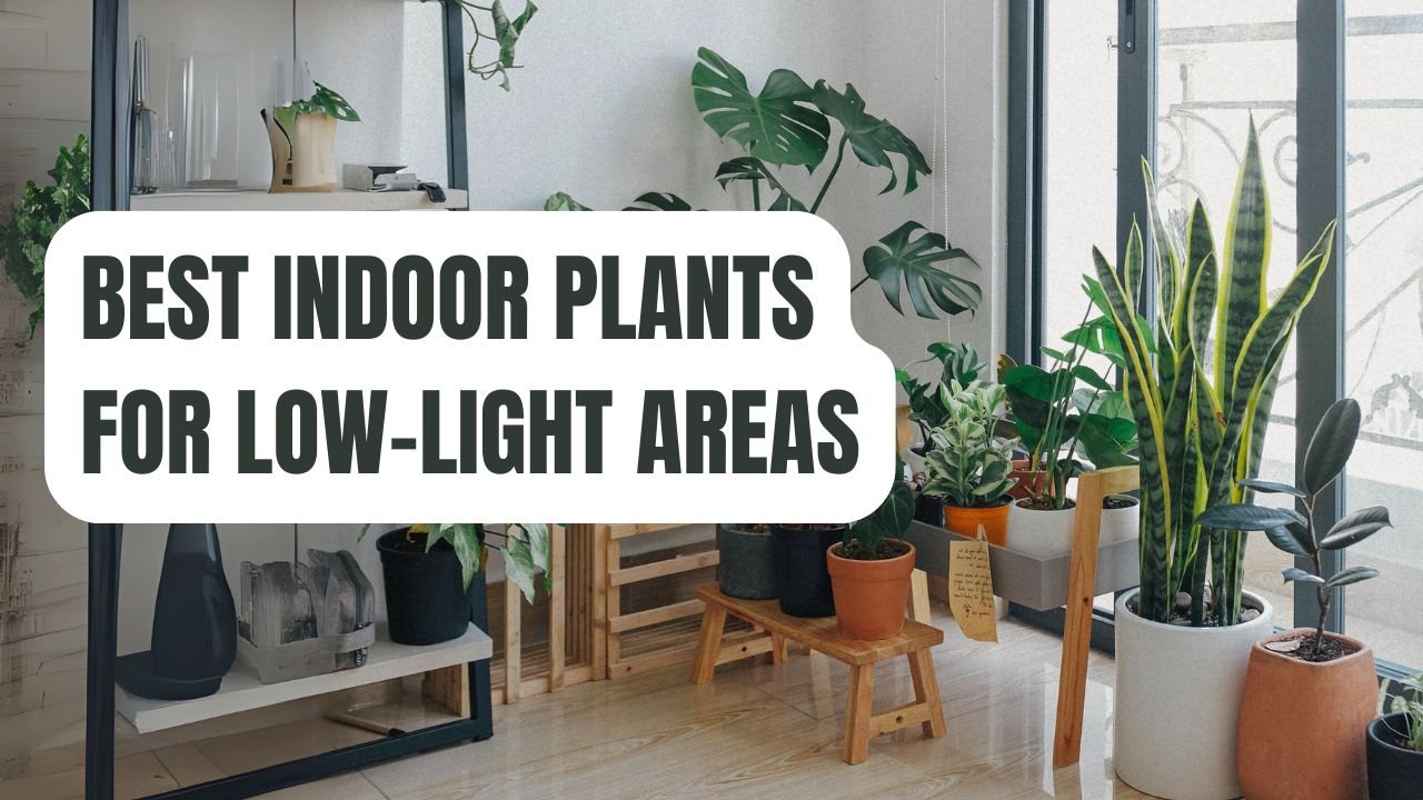 Best Indoor Plants for Low-Light Areas